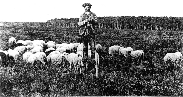 A shepherd walking of stilts to better observe his sheep in the heathlands